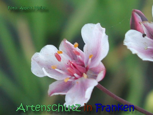 Copyright AiS Albert Meier Bild zum Eintrag (62219-160)