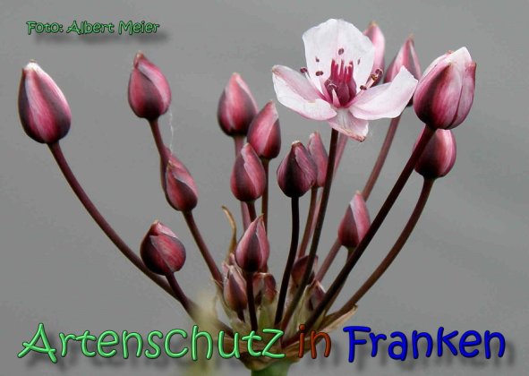 Copyright AiS Albert Meier Bild zum Eintrag (62222-160)