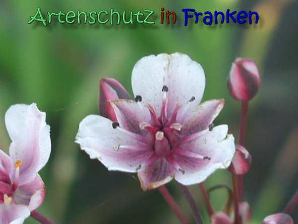 Copyright AiS Albert Meier Bild zum Eintrag (62223-160)