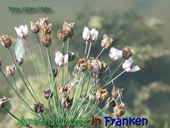 Copyright AiS Albert Meier Bild zum Eintrag (62225-160)