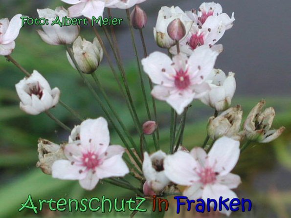 Copyright AiS Albert Meier Bild zum Eintrag (62226-160)