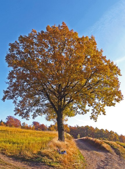 Copyright AiS - Baum des Jahres Stiftung - A.Roloff Bild zum Eintrag (62266-160)