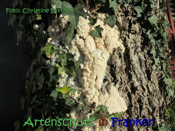 Copyright AiS Christine Dittrich Bild zum Eintrag (62281-160)