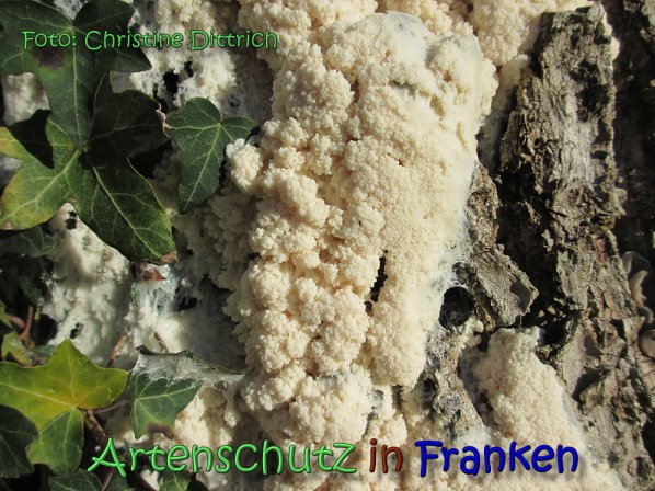 Copyright AiS Christine Dittrich Bild zum Eintrag (62282-160)