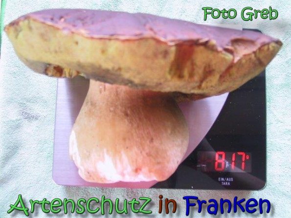 Copyright AiS Greb Bild zum Eintrag (62290-160)