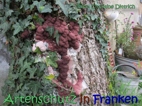 Copyright AiS Christine Dittrich Bild zum Eintrag (62341-160)