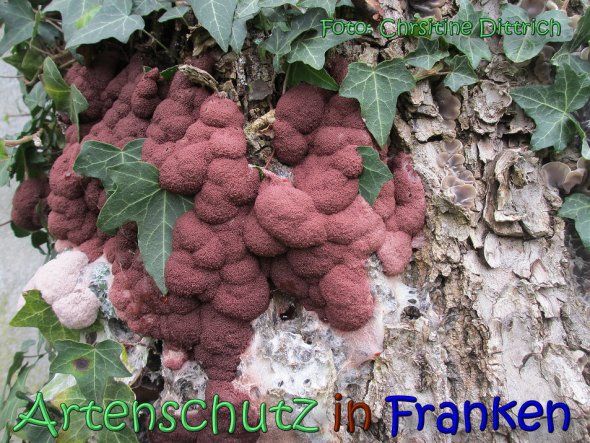 Copyright AiS Christine Dittrich Bild zum Eintrag (62342-160)