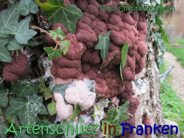 Copyright AiS Christine Dittrich Bild zum Eintrag (62344-160)