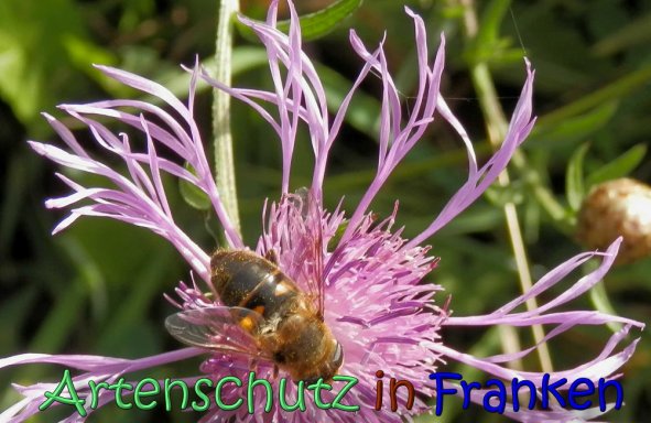 Copyright AiS Albert Meier Bild zum Eintrag (62366-160)