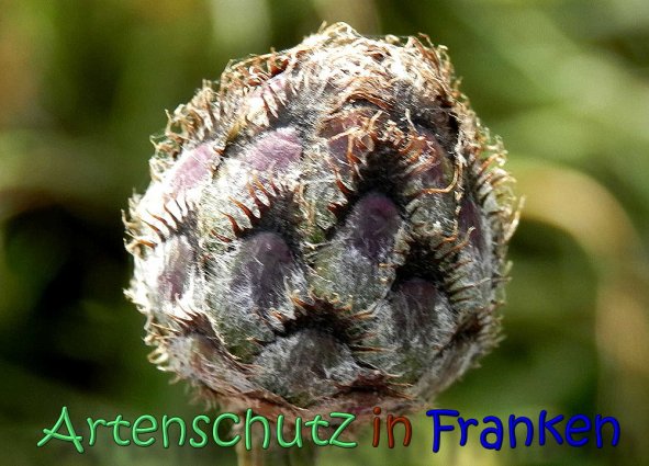 Copyright AiS Albert Meier Bild zum Eintrag (62367-160)