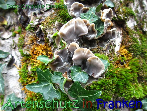 Copyright AiS Christine Dittrich Bild zum Eintrag (62391-160)