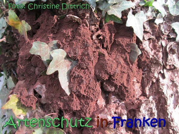 Copyright AiS Christine Dittrich Bild zum Eintrag (62472-160)