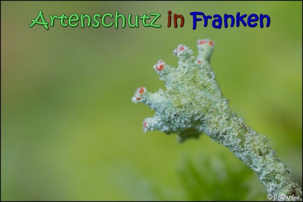 Copyright AiS Johannes Rother Bild zum Eintrag (63268-160)