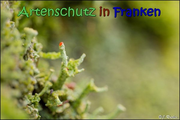 Copyright AiS Johannes Rother Bild zum Eintrag (63269-160)