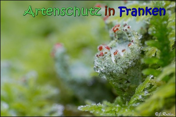 Copyright AiS Johannes Rother Bild zum Eintrag (63270-160)