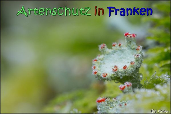 Copyright AiS Johannes Rother Bild zum Eintrag (63272-160)