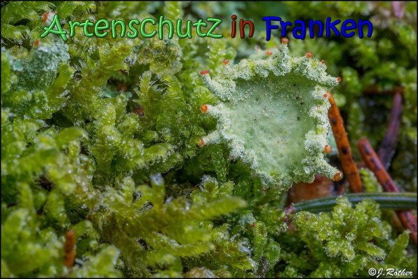 Copyright AiS Johannes Rother Bild zum Eintrag (63273-160)