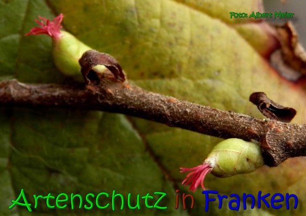 Copyright AiS Albert Meier Bild zum Eintrag (63503-160)