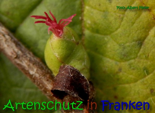 Copyright AiS Albert Meier Bild zum Eintrag (63504-160)