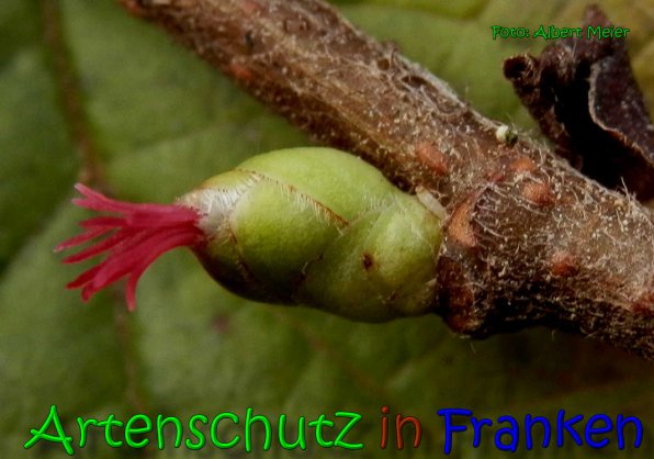 Bild zum Eintrag (63505-160)