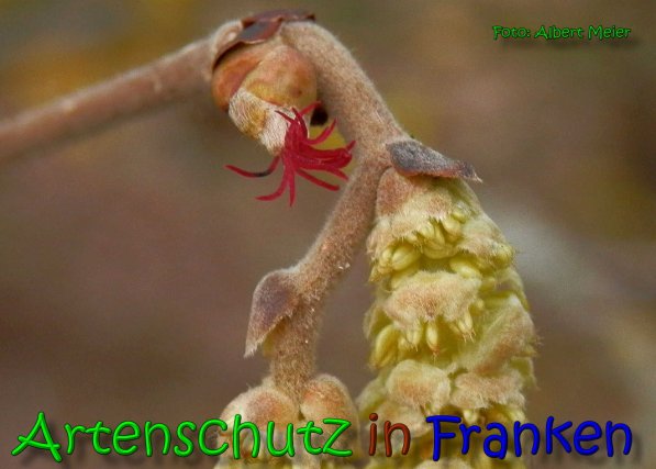 Bild zum Eintrag (63506-160)