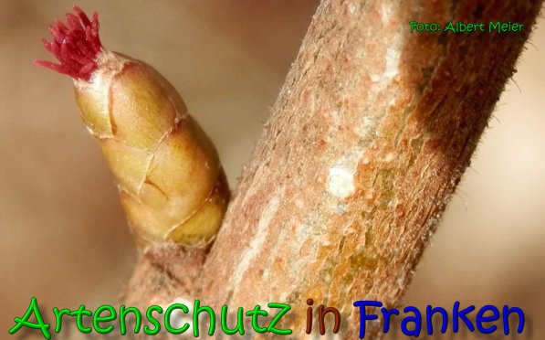 Bild zum Eintrag (63507-160)