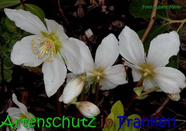 Copyright AiS Albert Meier Bild zum Eintrag (63513-160)