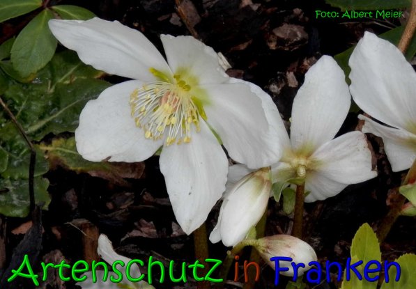 Copyright AiS Albert Meier Bild zum Eintrag (63514-160)