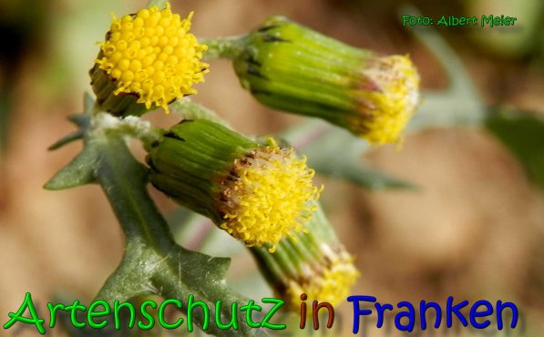 Copyright AiS Albert Meier Bild zum Eintrag (63518-160)