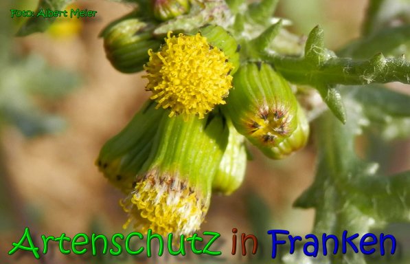 Copyright AiS Albert Meier Bild zum Eintrag (63519-160)