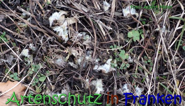 Copyright AiS Albert Meier Bild zum Eintrag (63732-160)