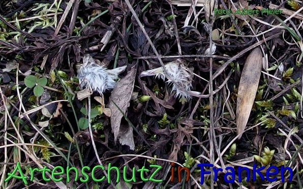 Copyright AiS Albert Meier Bild zum Eintrag (63733-160)