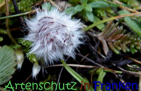 Copyright AiS Albert Meier Bild zum Eintrag (63734-160)