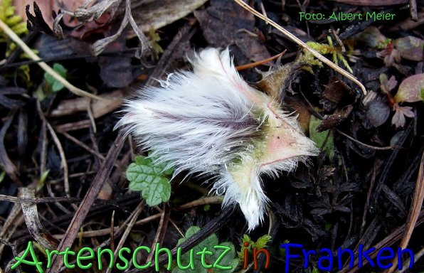 Copyright AiS Albert Meier Bild zum Eintrag (63735-160)