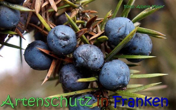 Copyright AiS Albert Meier Bild zum Eintrag (63752-160)