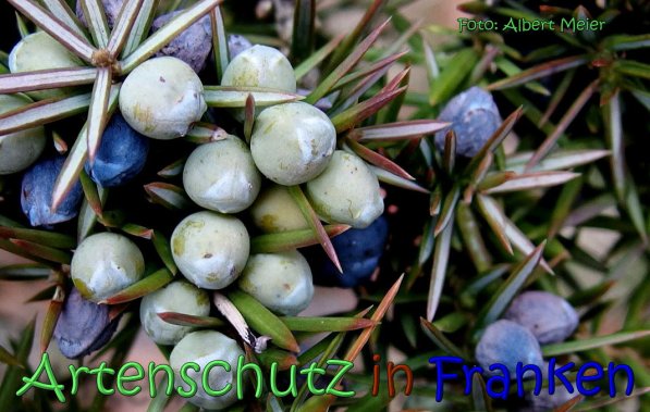 Copyright AiS Albert Meier Bild zum Eintrag (63753-160)