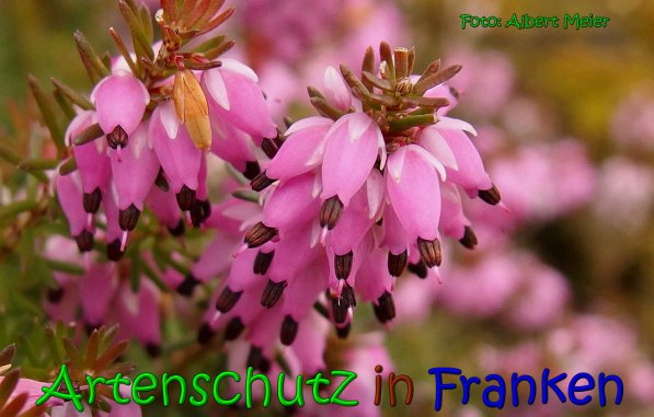 Copyright AiS Albert Meier Bild zum Eintrag (63792-160)