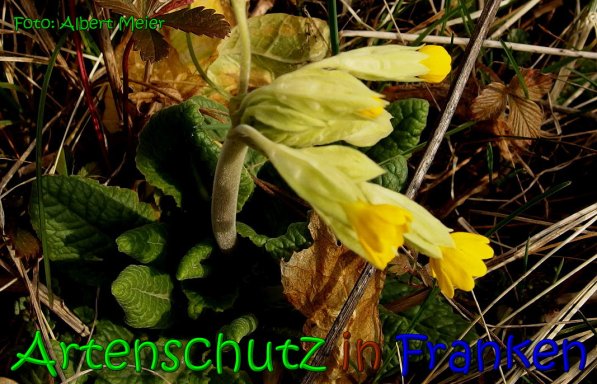 Copyright AiS Albert Meier Bild zum Eintrag (63839-160)