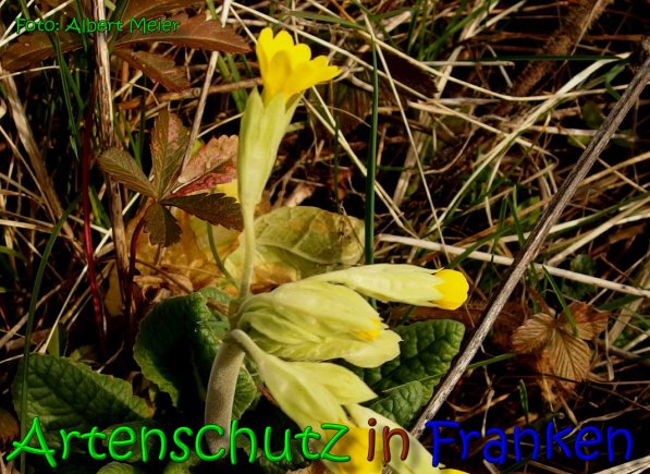 Copyright AiS Albert Meier Bild zum Eintrag (63840-160)
