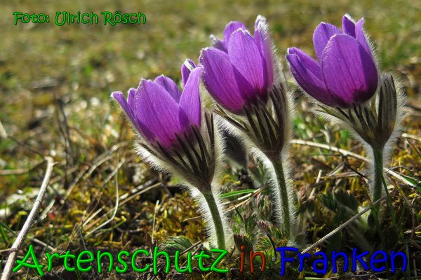 Copyright AiS Ulrich Rösch Bild zum Eintrag (63976-160)