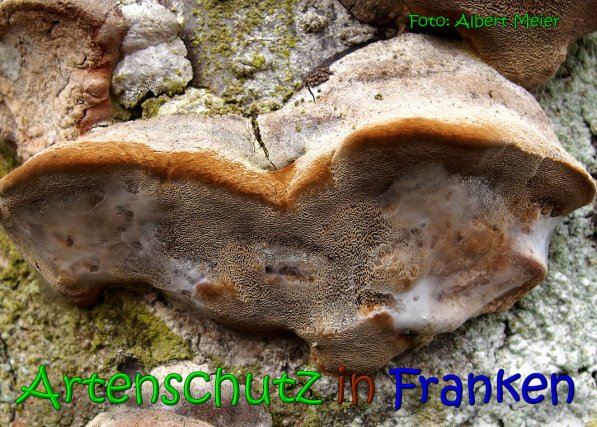 Copyright AiS Albert Meier Bild zum Eintrag (64001-160)