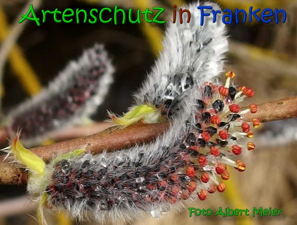Copyright AiS Albert Meier Bild zum Eintrag (64046-160)