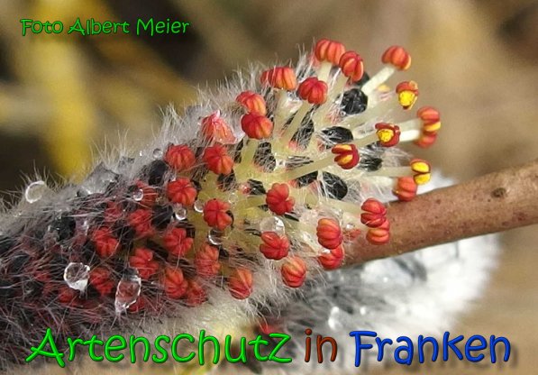Copyright AiS Albert Meier Bild zum Eintrag (64047-160)