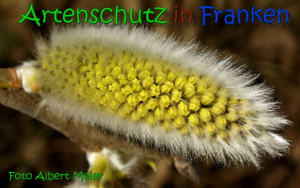 Copyright AiS Albert Meier Bild zum Eintrag (64049-160)