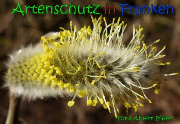 Copyright AiS Albert Meier Bild zum Eintrag (64050-160)