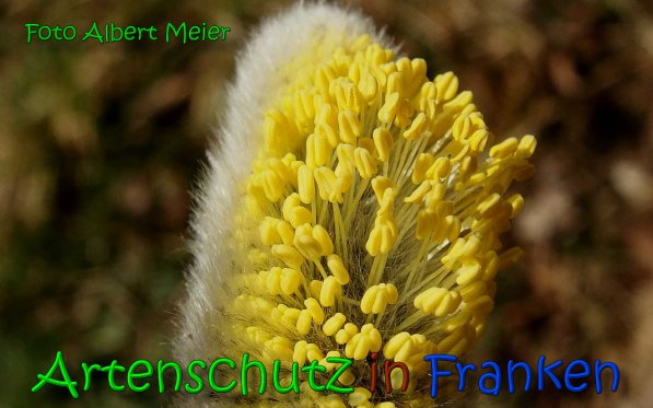 Copyright AiS Albert Meier Bild zum Eintrag (64051-160)