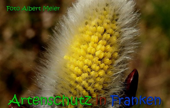 Copyright AiS Albert Meier Bild zum Eintrag (64052-160)