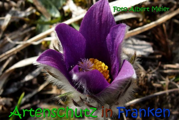 Copyright AiS Albert Meier Bild zum Eintrag (64054-160)