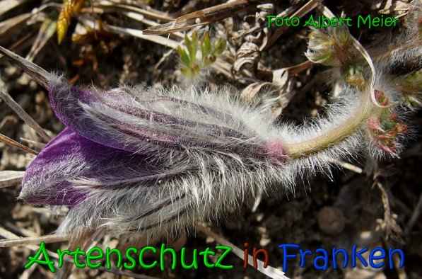Copyright AiS Albert Meier Bild zum Eintrag (64055-160)
