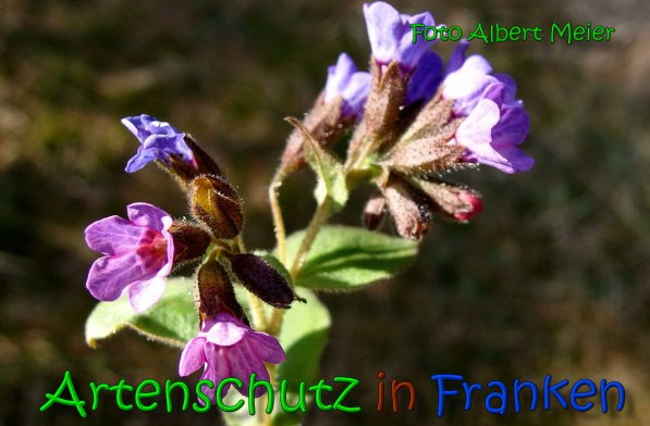 Copyright AiS Albert Meier Bild zum Eintrag (64058-160)